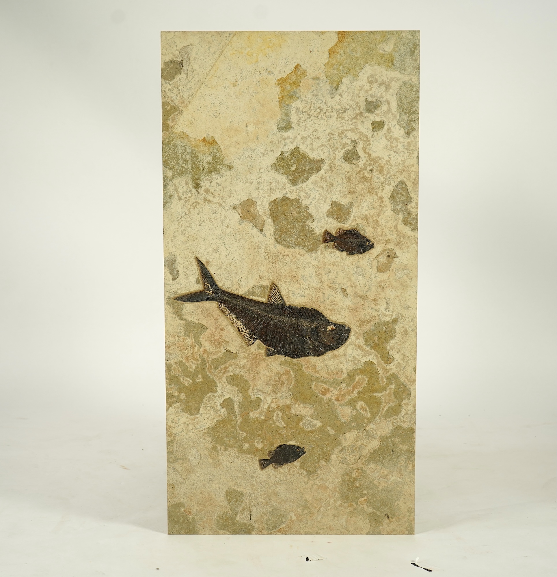 A large and impressive fish fossil triptych